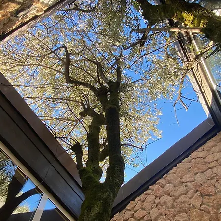 The Tree - View And Terrace 别墅